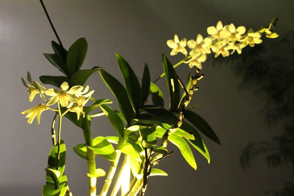 Orchid Lagan Place Palawan Puerto Princesa Extérieur photo